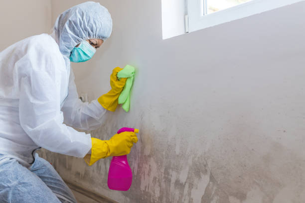 Reliable Westbury, NY Mold Removal Services Solutions